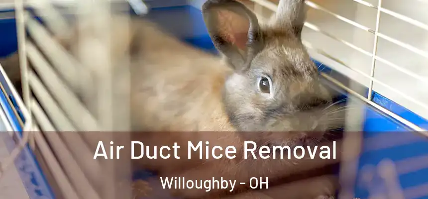  Air Duct Mice Removal Willoughby - OH